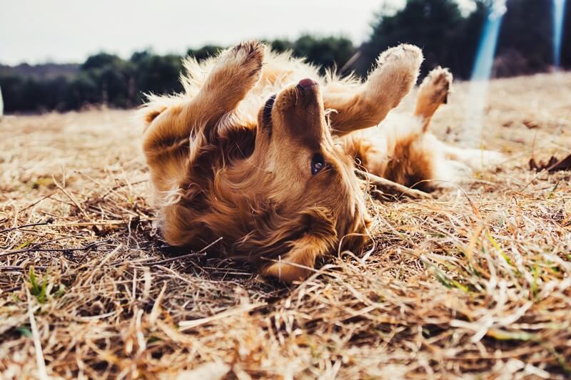 Pies leżący na polu