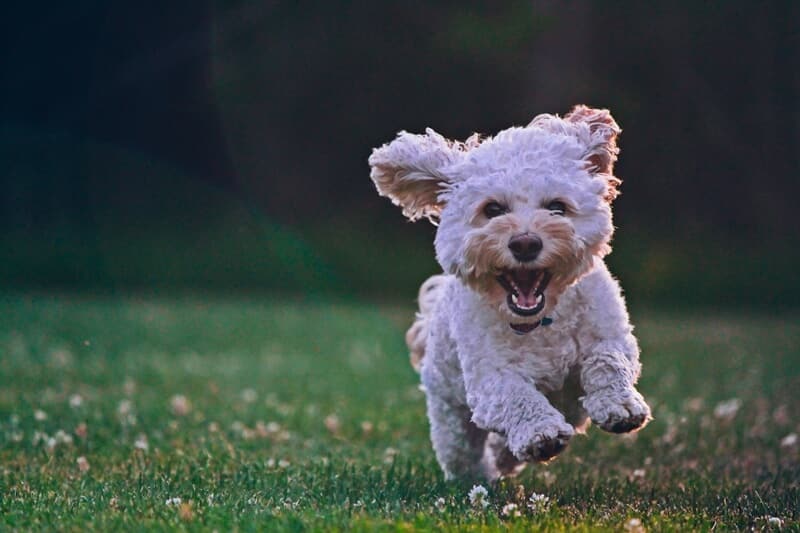 Pies biegnie po trawie