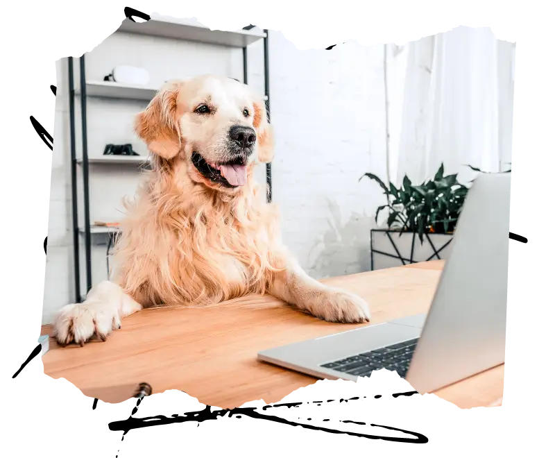 Pies siedzi przed laptopem