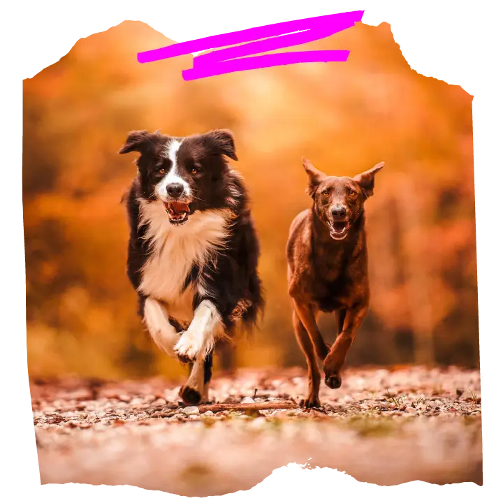 Dwa psy biegną do szkoły dla psów