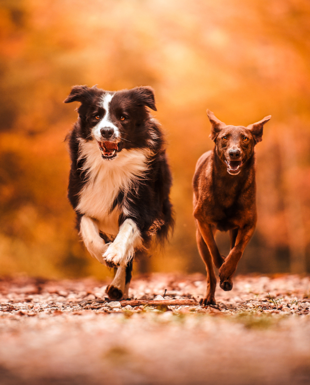 Pudełko kursu online Psie Przedszkole